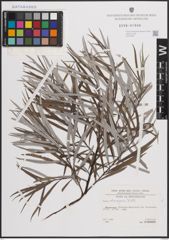 Foto von Salix eleagnos Scop.